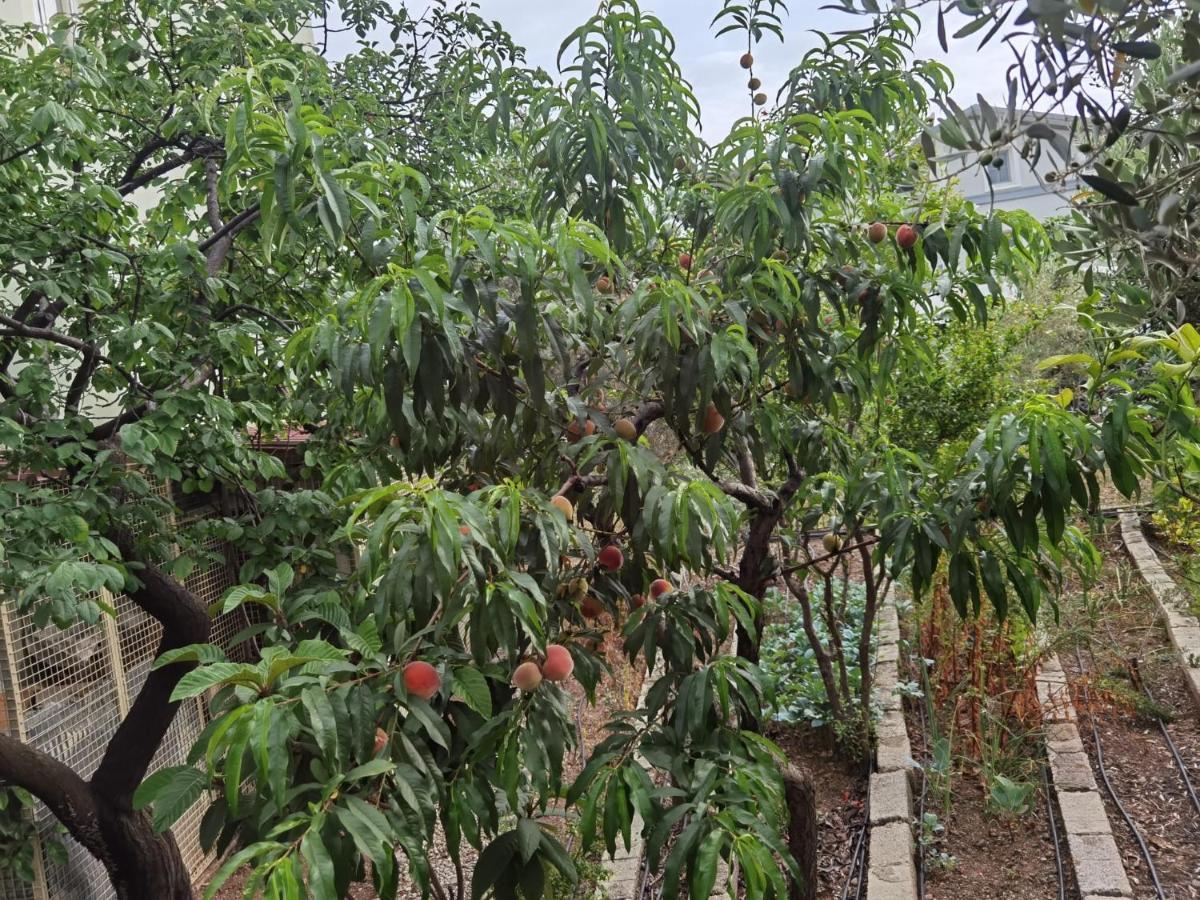 Adventurous Local Hostel 费特希耶 外观 照片